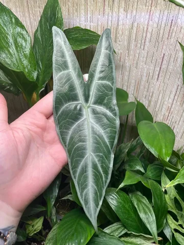 Алоказия Лонгилоба Сильвер/кортхалси - Мероприятия/Выставки в Красноярск