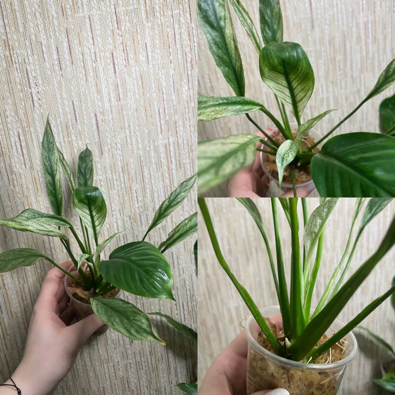 Спатифиллум вариегатный с детками - Комнатные растения (Хобби и отдых) в Красноярск