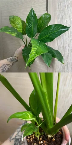 Спатифиллум Блорок Индонезия с детками - Мероприятия/Выставки в Красноярск