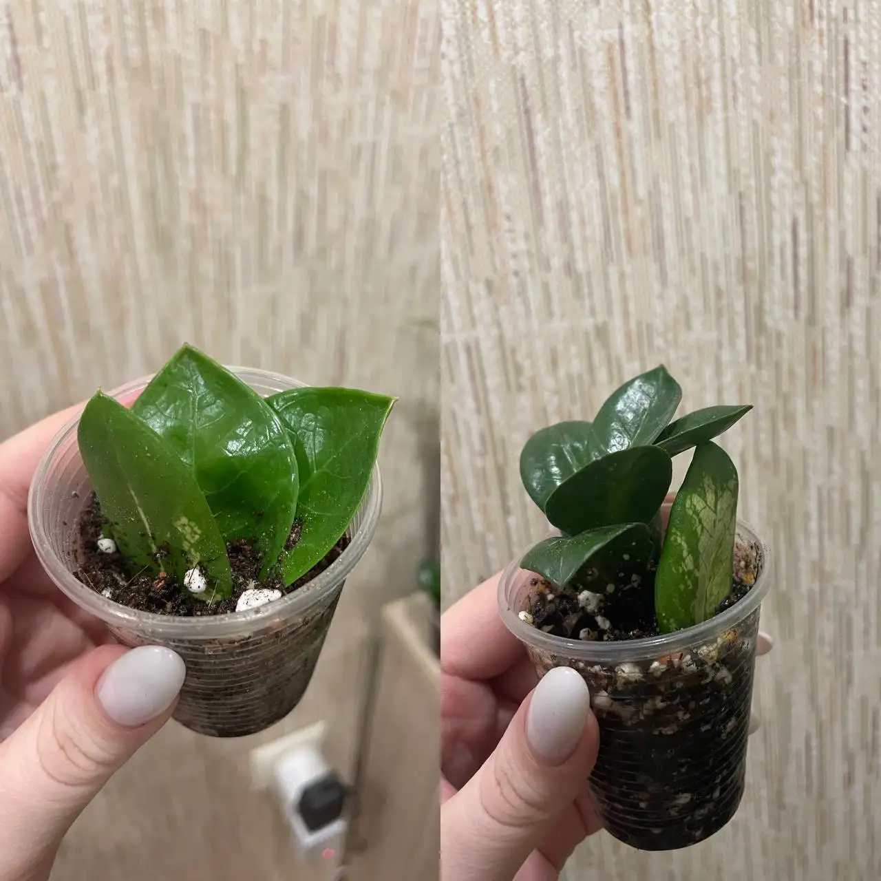 Замиокулькасы зензи + шорт Лив на укоренении - Комнатные растения (Хобби и отдых) в Красноярск