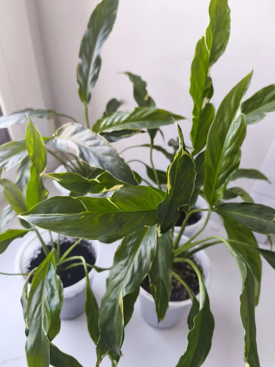Спатифиллум Индонезия Дели взрослые отростки (1 год) - Комнатные растения (Хобби и отдых) в Красноярск