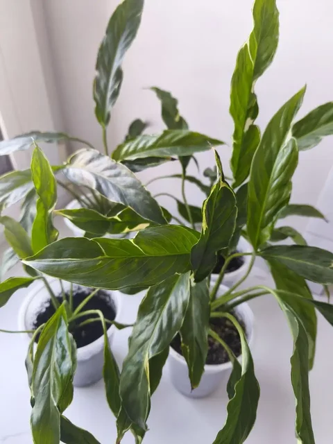 Спатифиллум Индонезия Дели взрослые отростки (1 год) - Мероприятия/Выставки в Красноярск