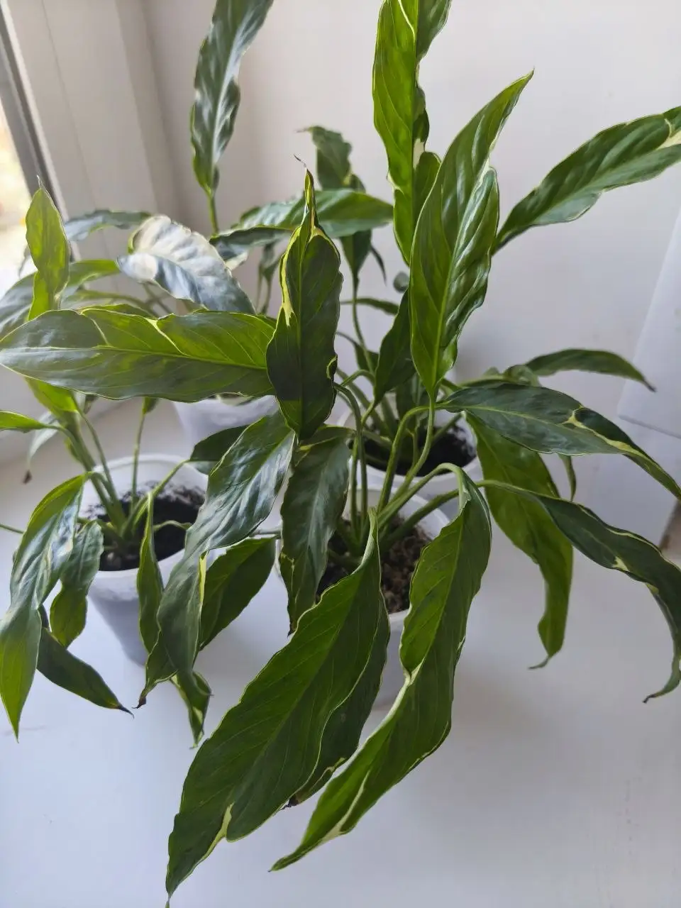 Спатифиллум Индонезия Дели взрослые отростки (1 год) - Комнатные растения (Хобби и отдых) в Красноярск