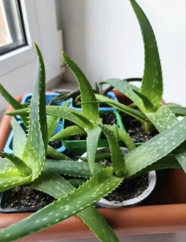 Алоэ Вера комнатное растение - Растения в Красноярск