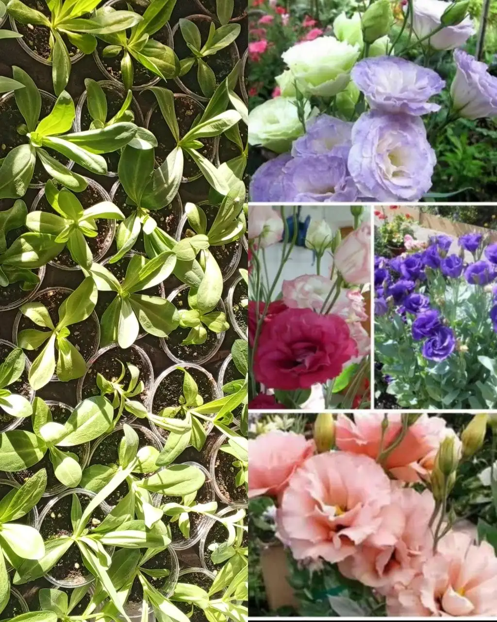 Продажа эустомы махровой в Красноярске - Комнатные растения (Хобби и отдых) в Красноярск