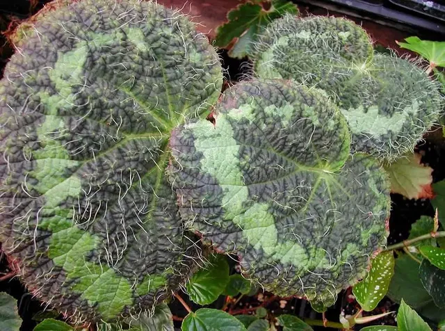 Редкий коллекционный вид Бегонии Сайзмор - Мероприятия/Выставки в Красноярск