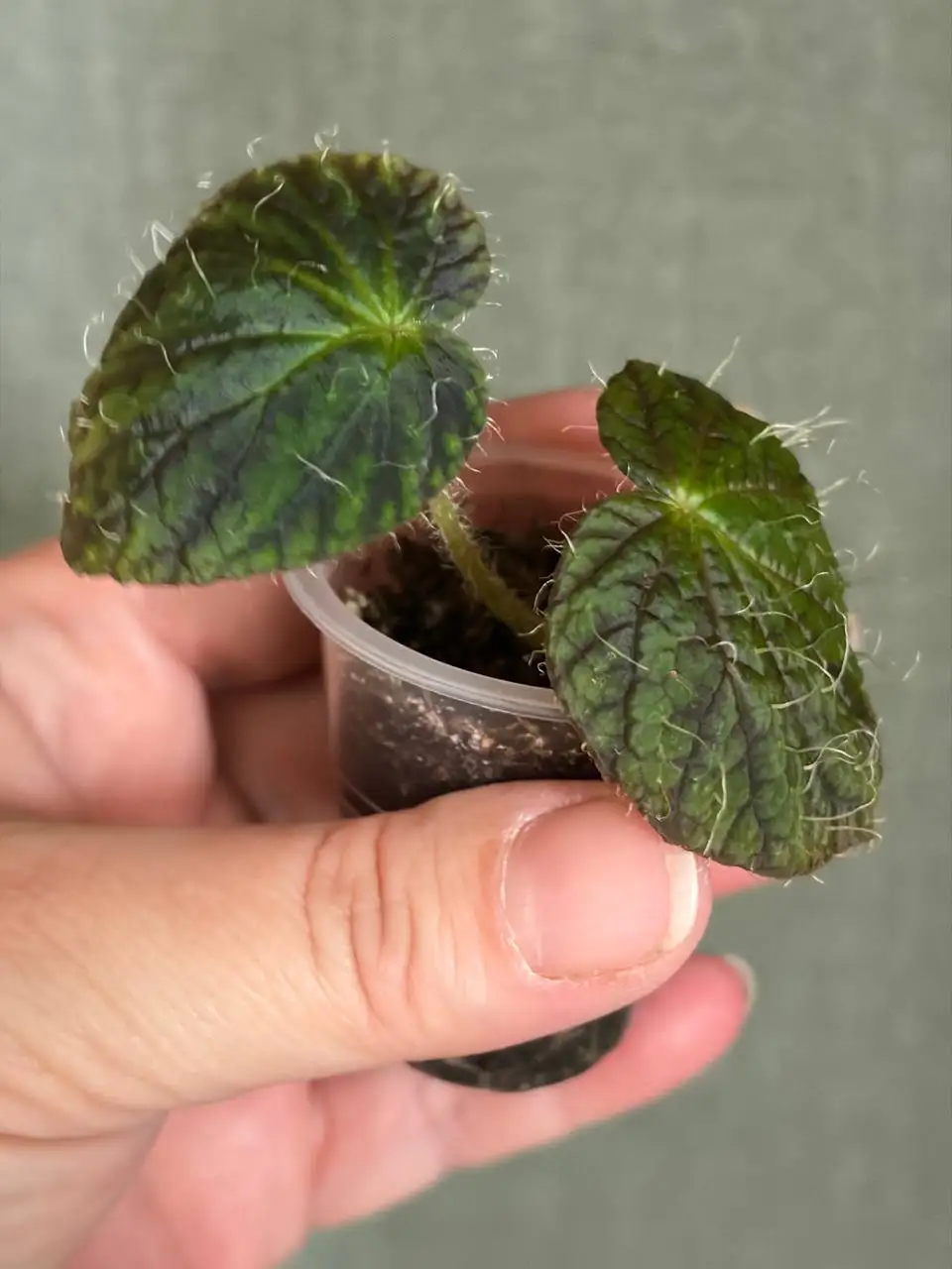 Редкий коллекционный вид Бегонии Сайзмор - Комнатные растения (Хобби и отдых) в Красноярск