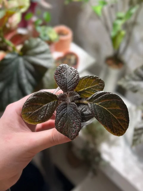 Эписция ника вулкан - Садоводство/Растения в Красноярск