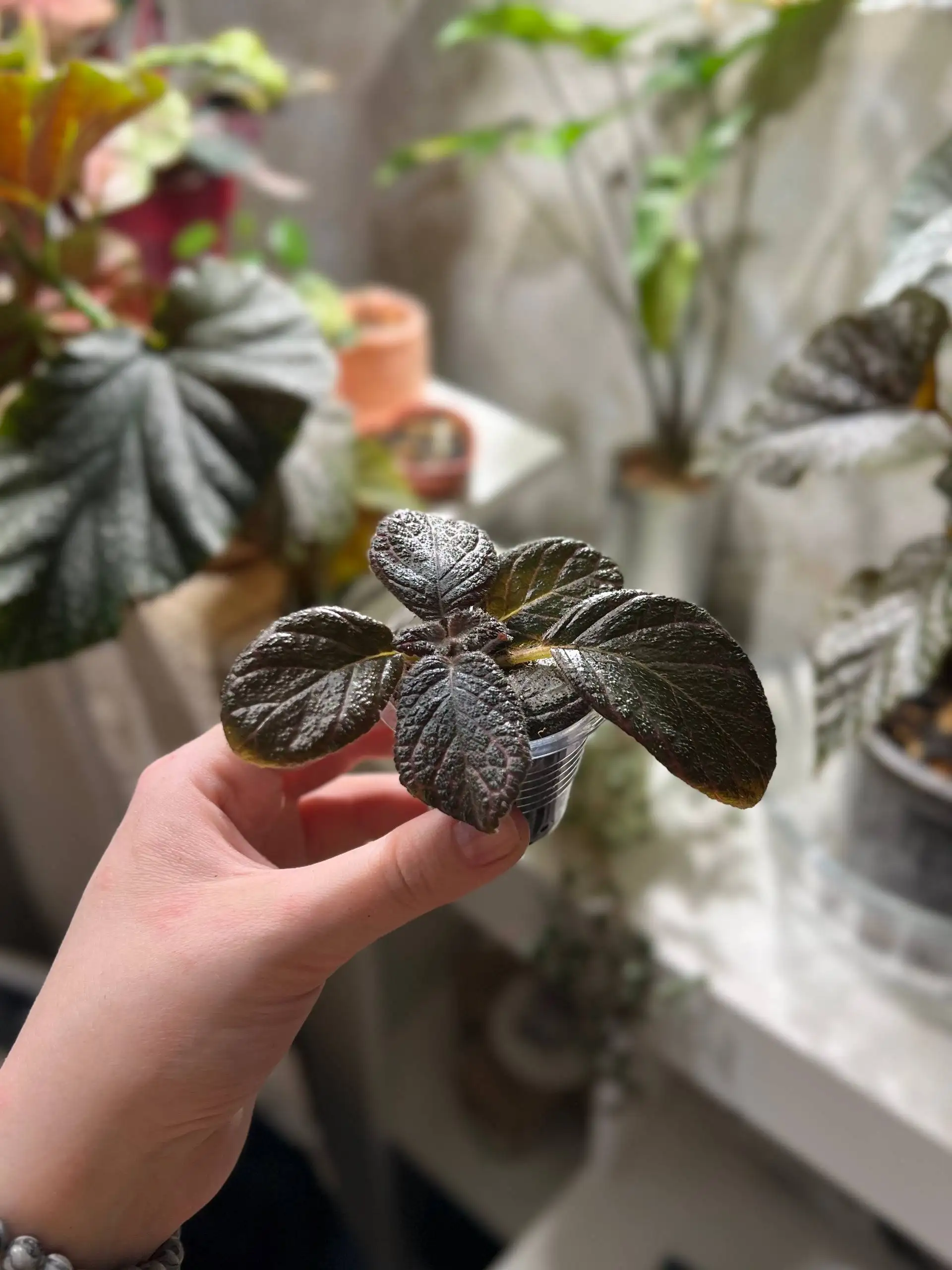 Эписция ника вулкан - Комнатные растения (Хобби и отдых) в Красноярск