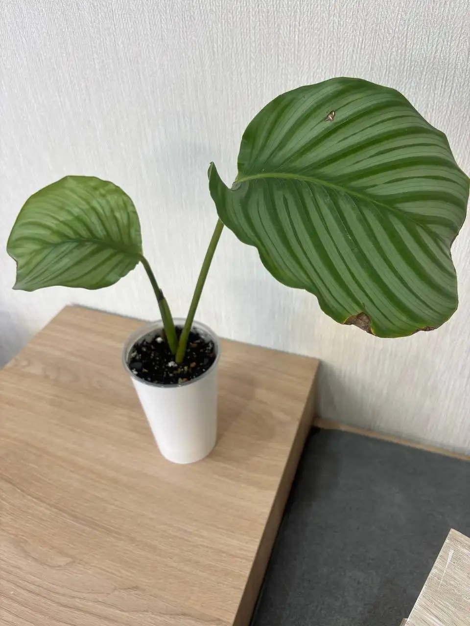 Продам калатею орбифолия - Комнатные растения (Хобби и отдых) в Красноярск