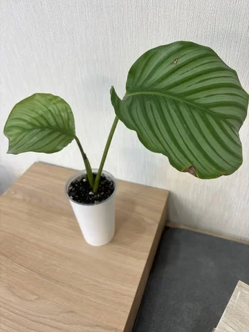 Продам калатею орбифолия - Садоводство/Растения в Красноярск