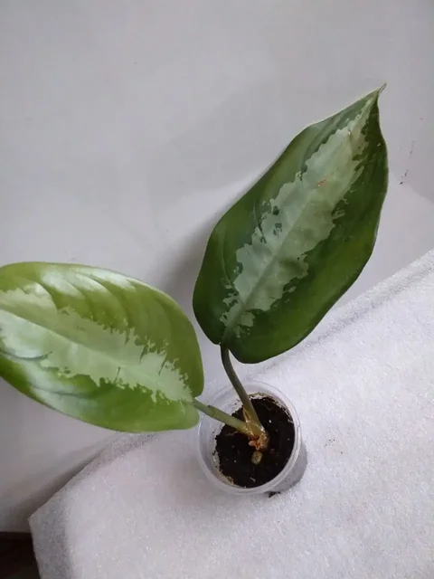 Комнатные растения в Красноярске - Садоводство/Растения в Красноярск