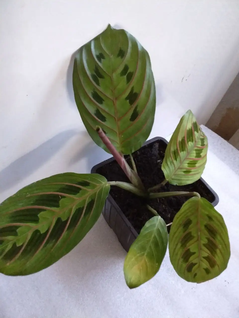 Комнатные растения в Красноярске - Растения (Хобби и отдых) в Красноярск