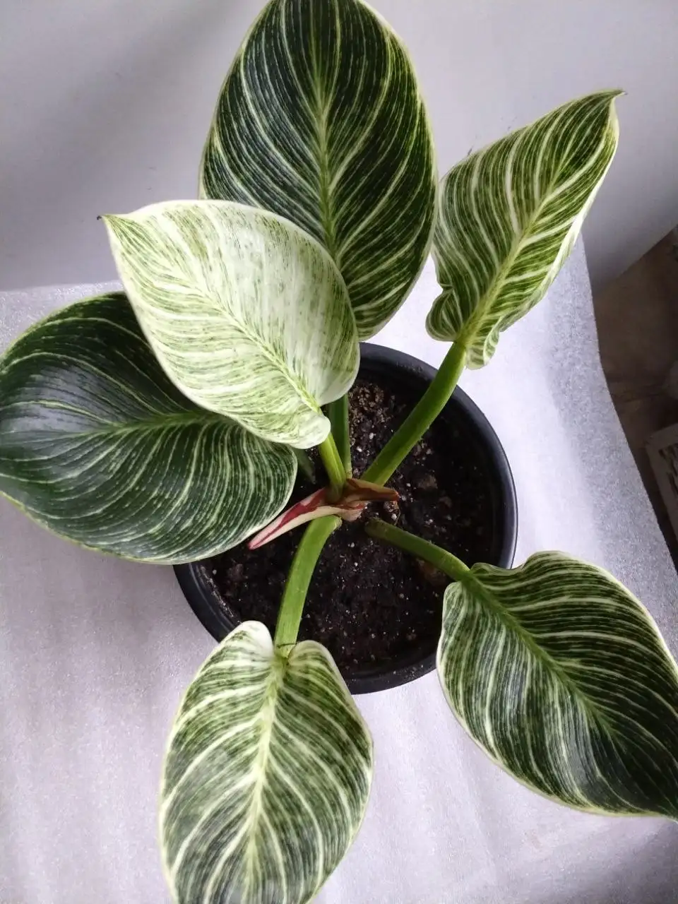 Комнатные растения в Красноярске - Растения (Хобби и отдых) в Красноярск