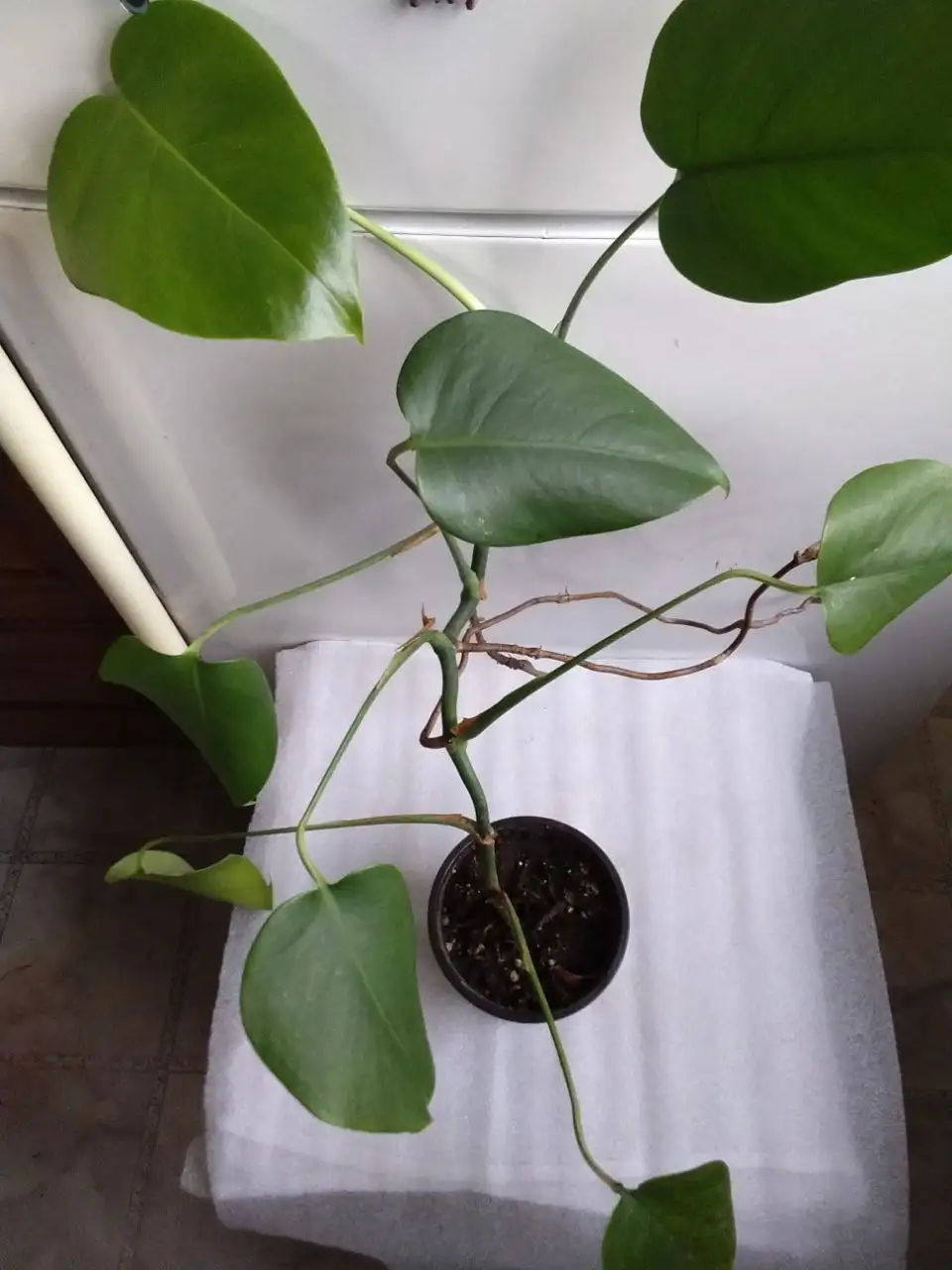 Комнатные растения в Красноярске - Растения (Хобби и отдых) в Красноярск