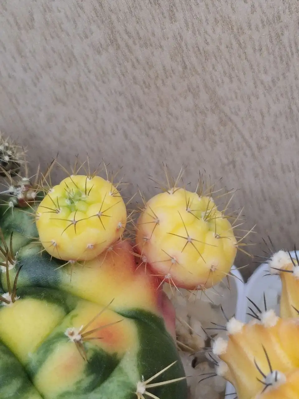 Кактусы альбиносы на прививку - Комнатные растения (Хобби и отдых) в Красноярск