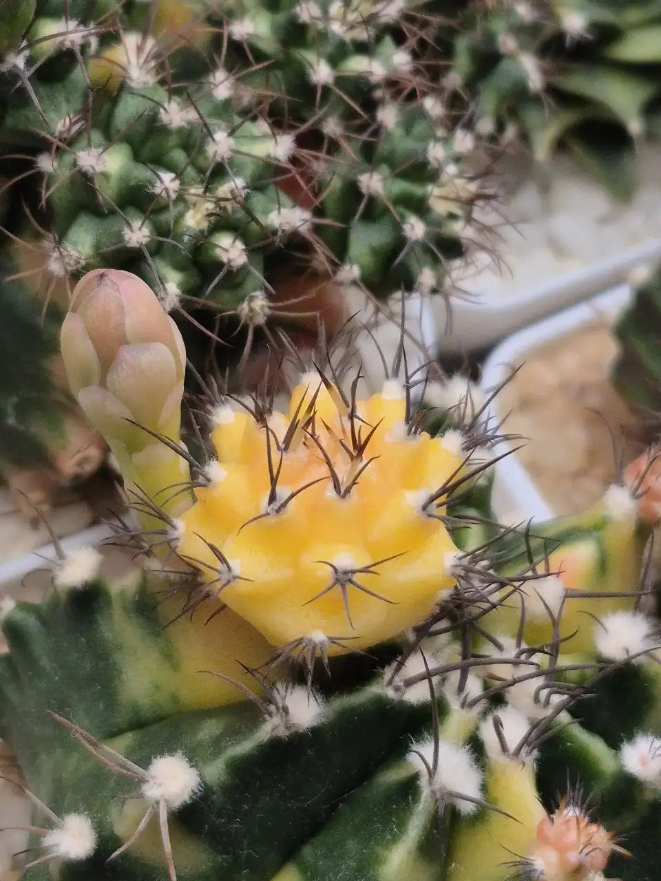 Кактусы альбиносы на прививку - Комнатные растения (Хобби и отдых) в Красноярск