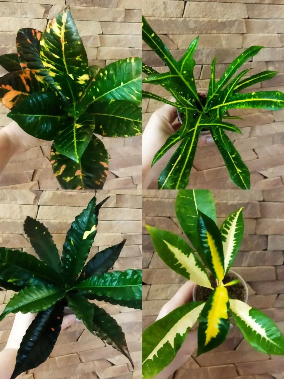 Продажа кротонов в Красноярске - Барахолка в Красноярск