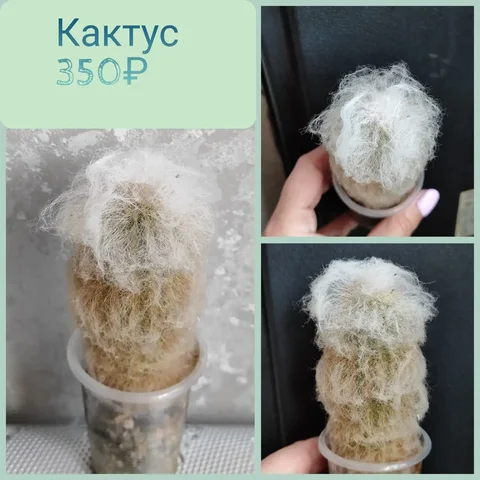 Кактус со стильной прической - Садоводство/Растения в Красноярск