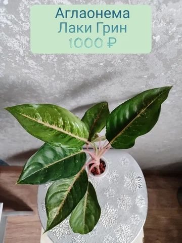 Продажа Аглаонемы Лаки Грин - Садоводство/Растения в Красноярск