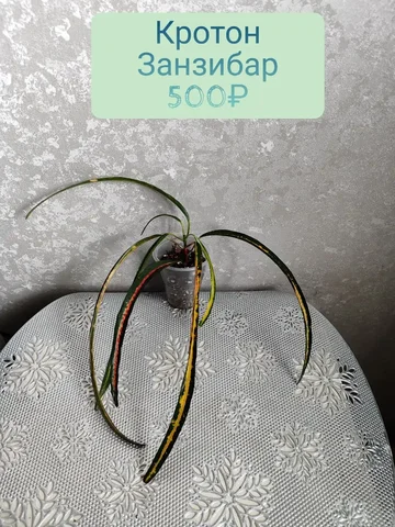 Кротон Занзибар в стаканчике - Садоводство/Растения в Красноярск