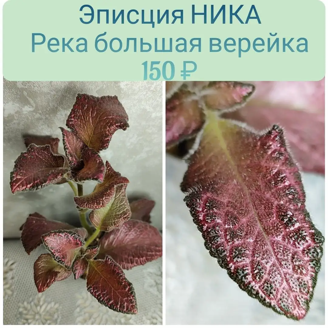 Продажа черенков эписции - Комнатные растения (Хобби и отдых) в Красноярск