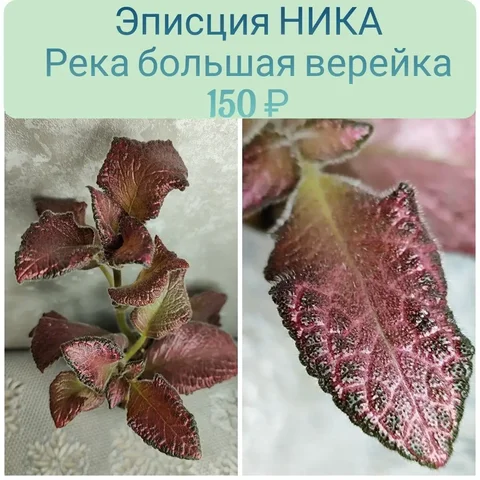 Продажа черенков эписции - Садоводство/Растения в Красноярск