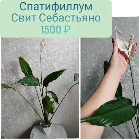 Спатифиллум Свит Себастьяно крупномер - Инструменты в Красноярск