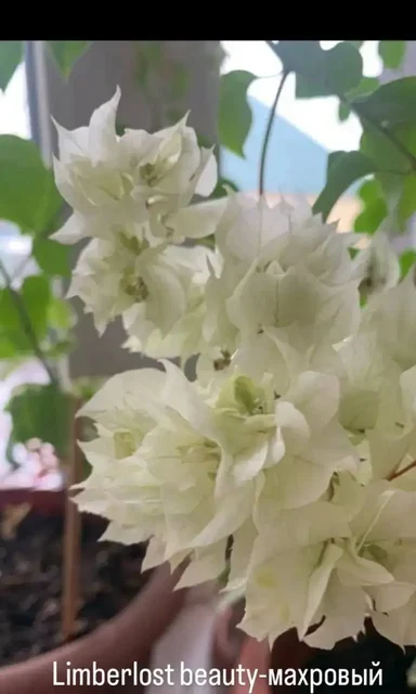 Бугенвилии комнатные растения - Садоводство/Растения в Красноярск