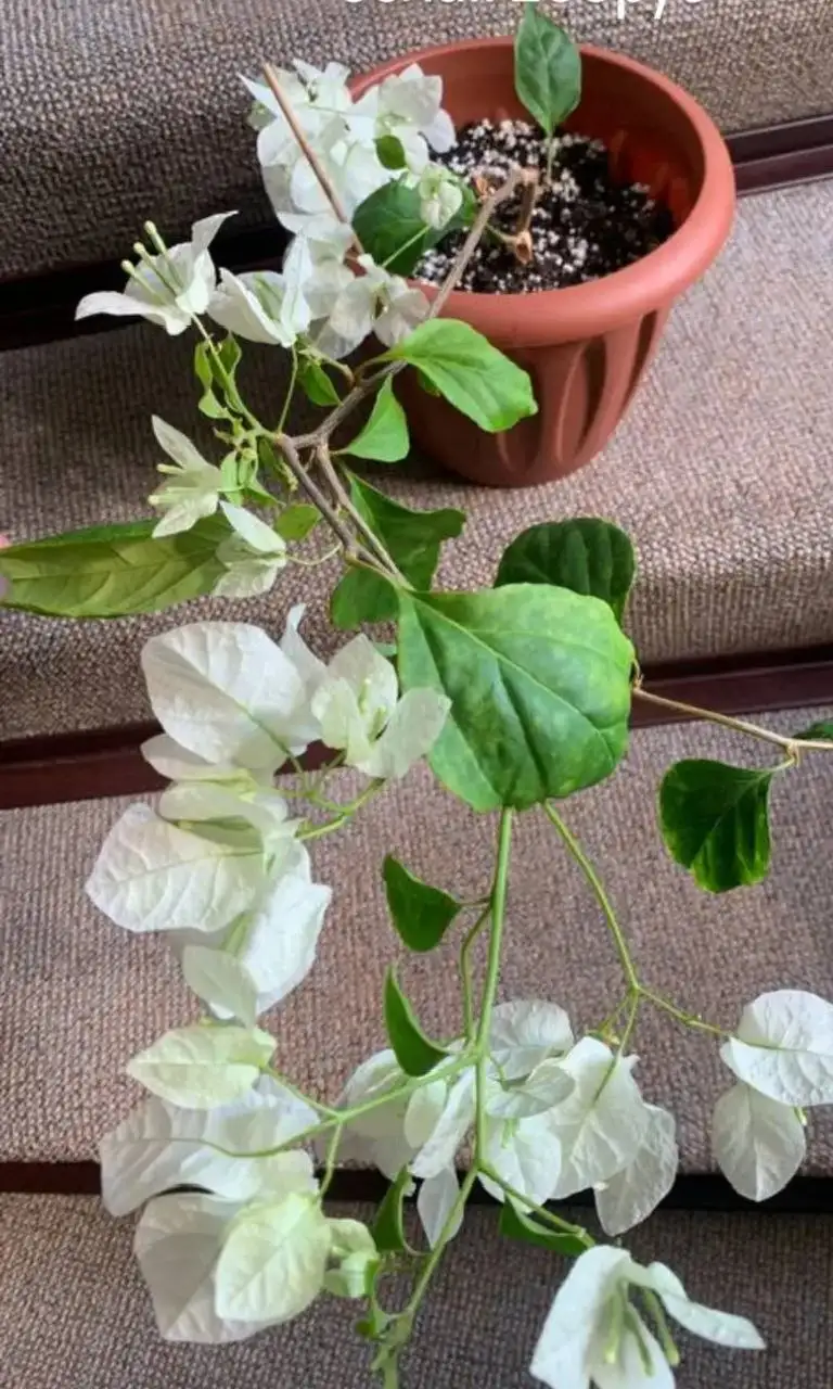 Бугенвилии комнатные растения - Комнатные растения (Хобби и отдых) в Красноярск