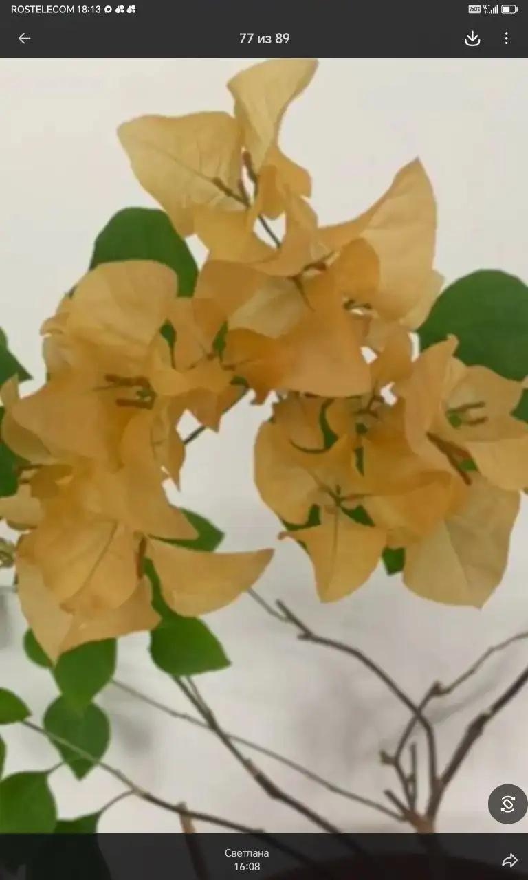 Бугенвилии комнатные растения - Комнатные растения (Хобби и отдых) в Красноярск