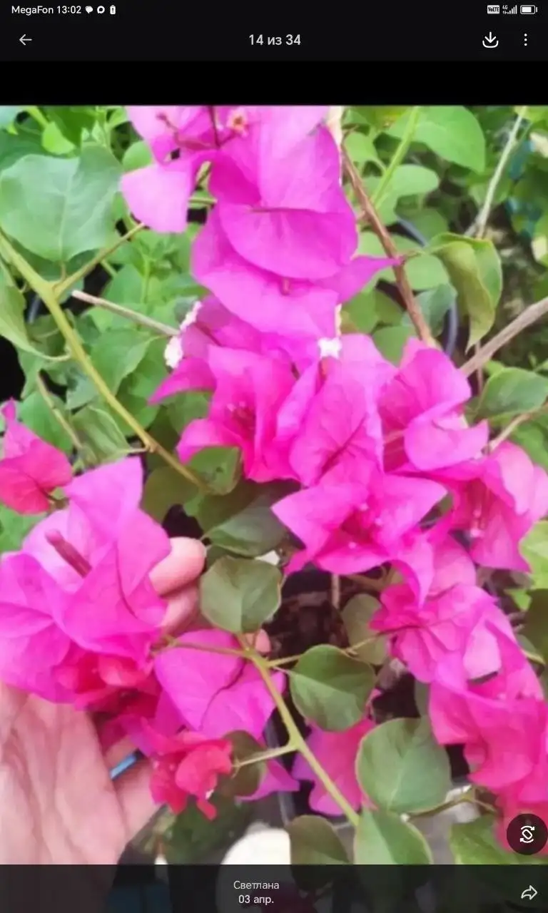 Бугенвилии комнатные растения - Комнатные растения (Хобби и отдых) в Красноярск