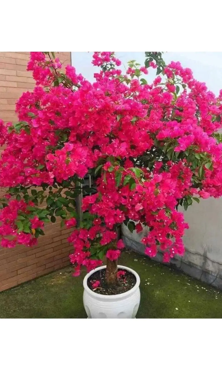 Бугенвилии комнатные растения - Комнатные растения (Хобби и отдых) в Красноярск