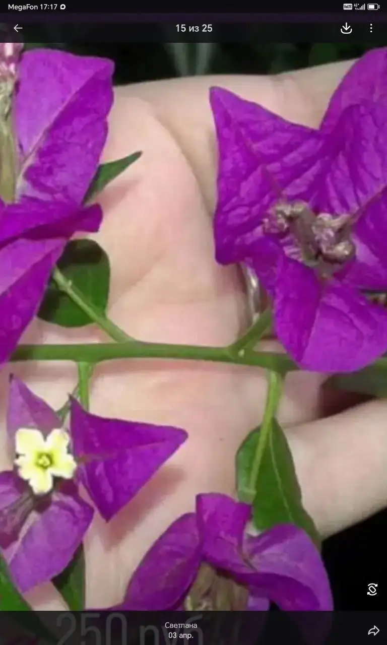 Бугенвилии комнатные растения - Комнатные растения (Хобби и отдых) в Красноярск