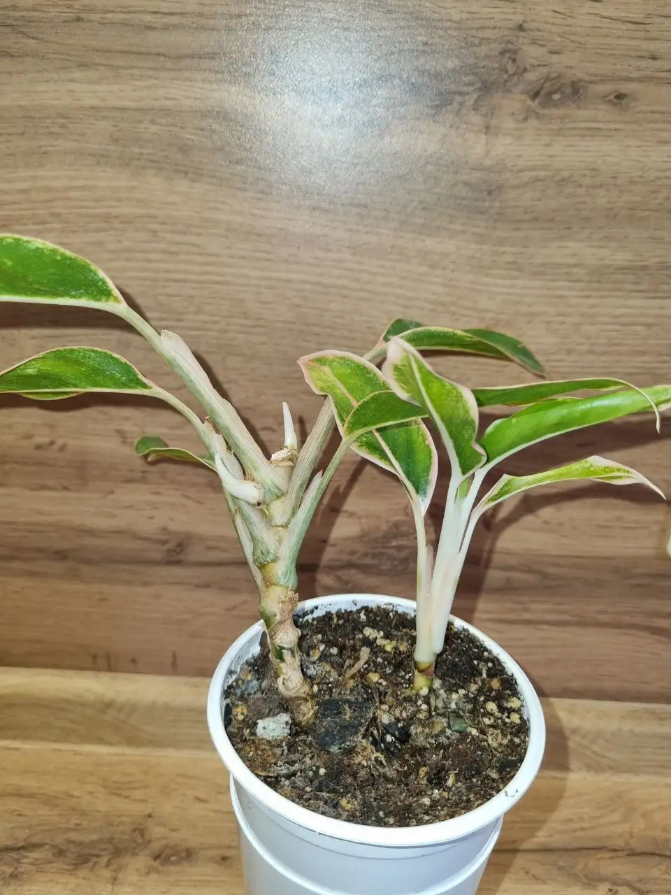 Аглаонема Липстик Пинк с деткой - Комнатные растения (Хобби и отдых) в Красноярск