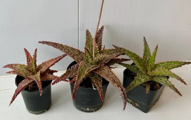 Алоэ комнатное растение - частное объявление в Красноярск