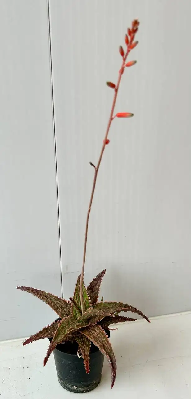 Алоэ комнатное растение - Комнатные растения в Красноярск