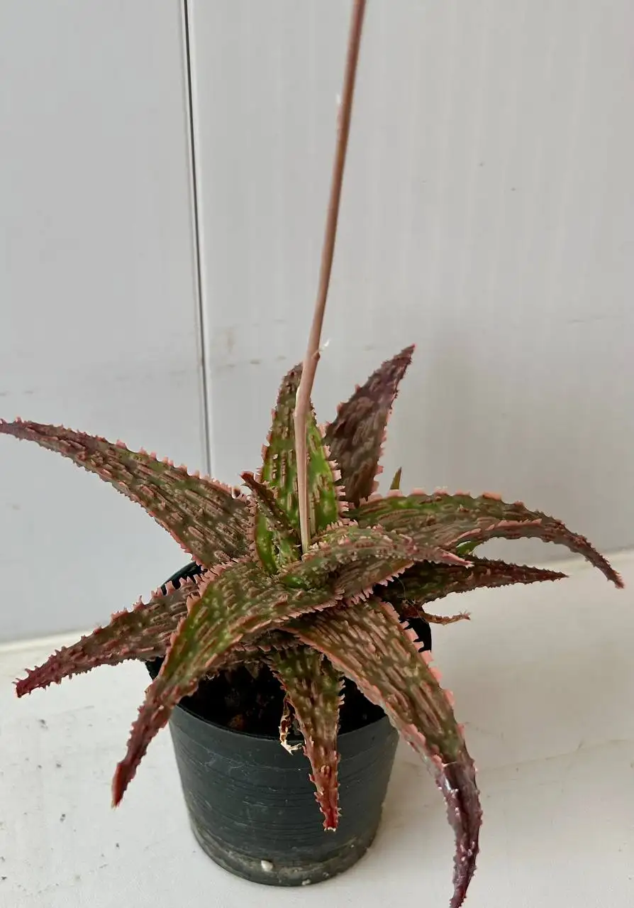 Алоэ комнатное растение - Комнатные растения в Красноярск