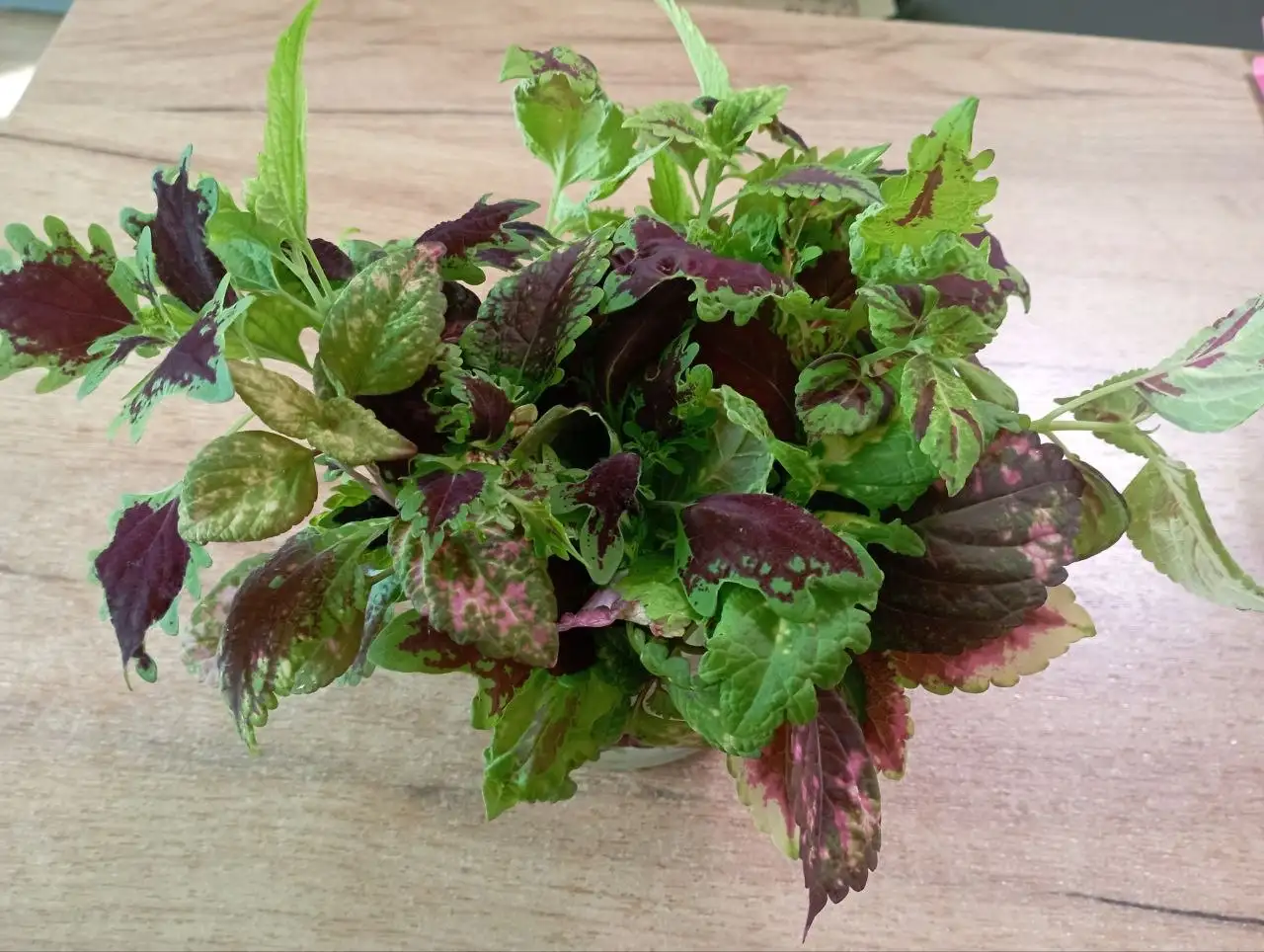 Свежесрезанные черенки колеусов в плошке - Комнатные растения (Хобби и отдых) в Красноярск