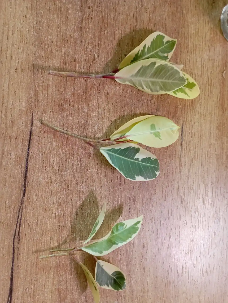 Черенки фикуса Альбомаргината - Комнатные растения (Хобби и отдых) в Красноярск