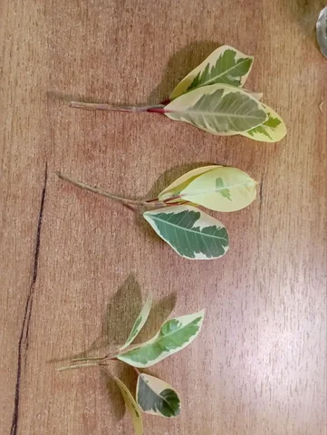 Черенки фикуса Альбомаргината - Садоводство/Растения в Красноярск