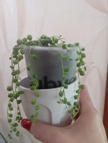 Крестовник Роули - Садоводство/Растения в Красноярск