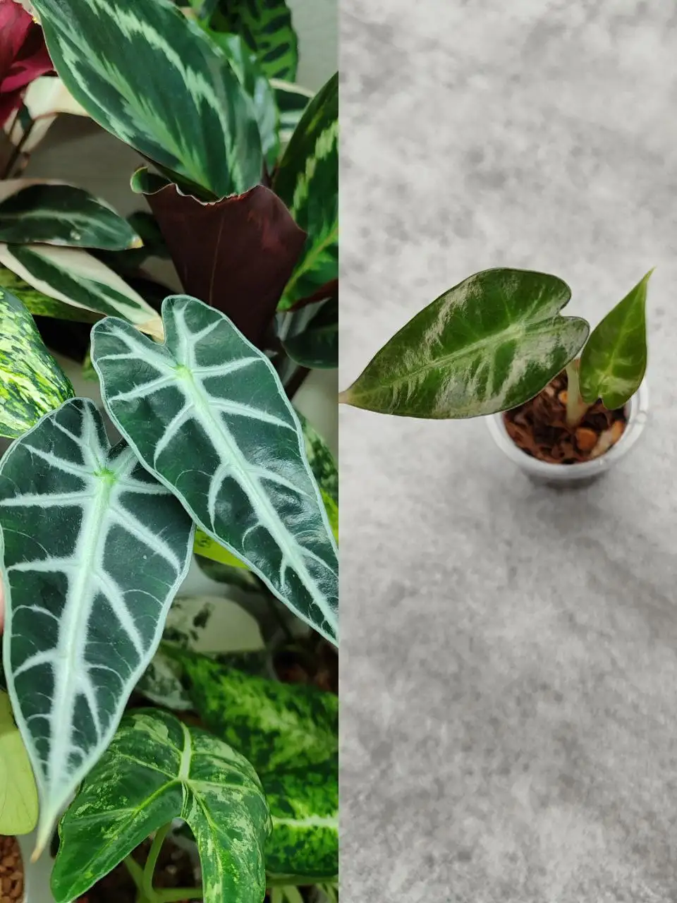 Алоказия бамбино детка из клубня - Комнатные растения (Хобби и отдых) в Красноярск