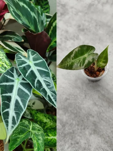 Алоказия бамбино детка из клубня - Садоводство/Растения в Красноярск