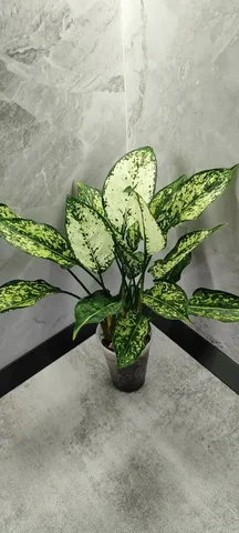 Аглаонема три взрослых растения - Садоводство/Растения в Красноярск