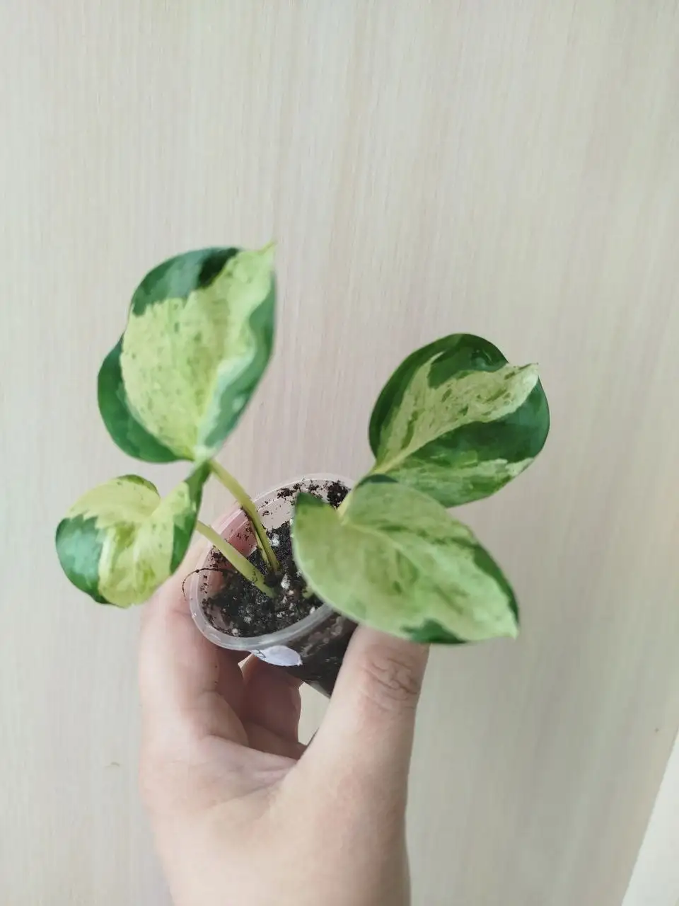 Эпипренум марбл эпл - Комнатные растения (Хобби и отдых) в Красноярск