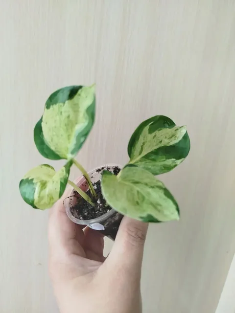 Эпипренум марбл эпл - Садоводство/Растения в Красноярск