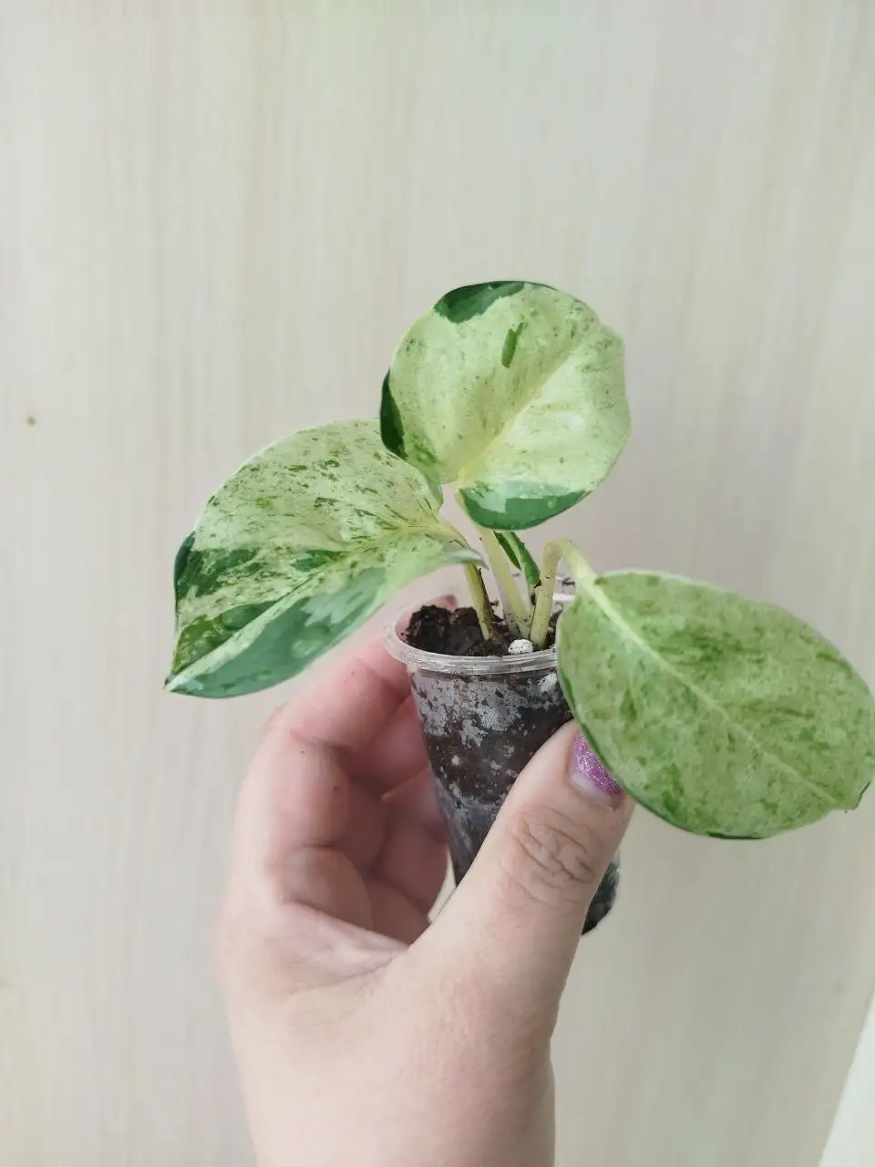 Эпипренум марбл эпл - Комнатные растения (Хобби и отдых) в Красноярск