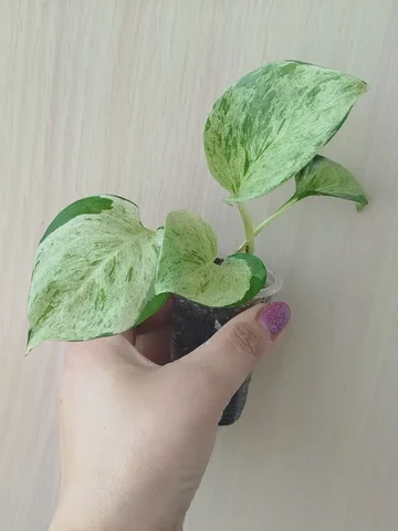 Эпипренум Перлс жаде комнатное растение - Садоводство/Растения в Красноярск