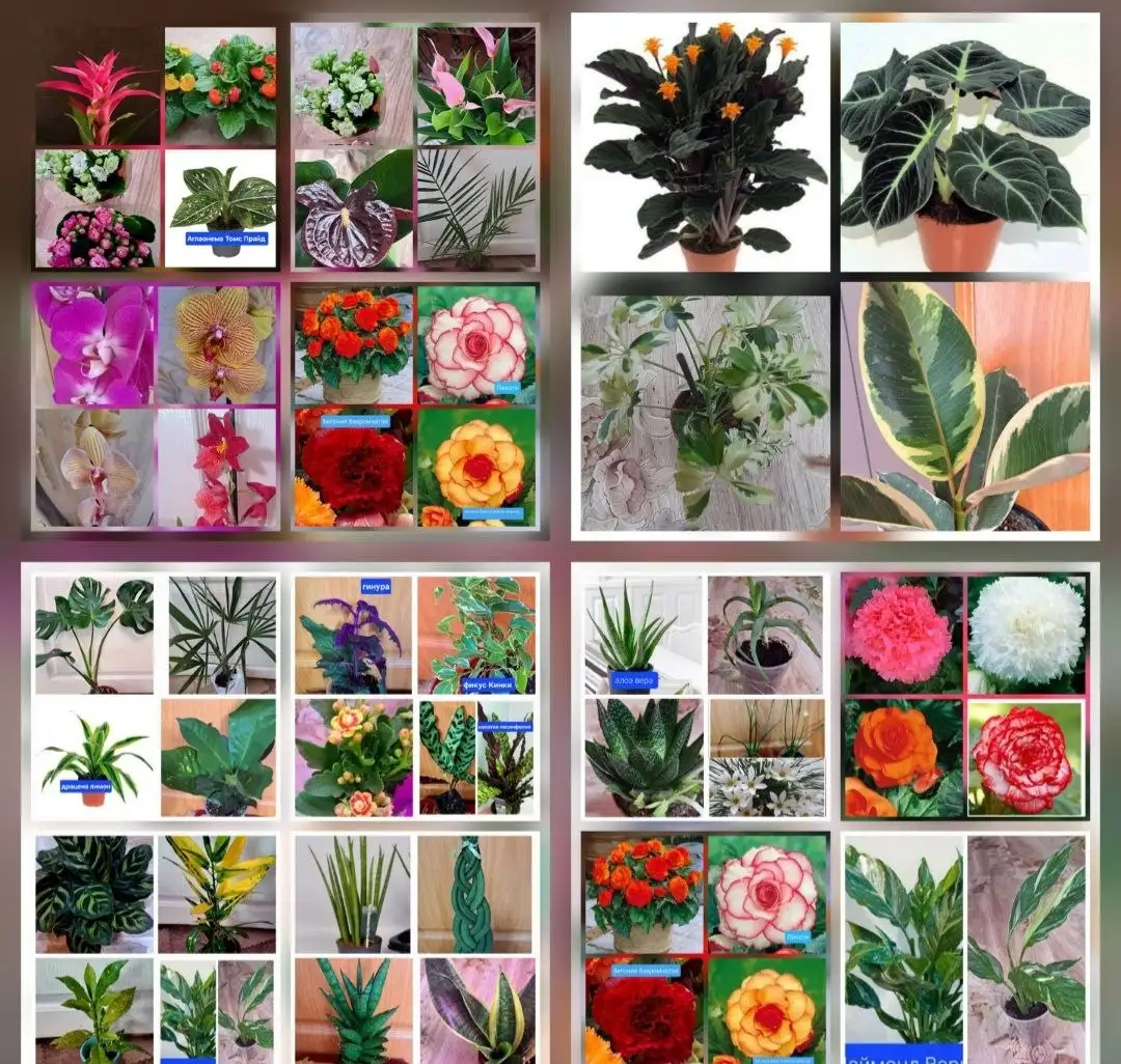 Продам комнатные и садовые цветы - Растения (Хобби и отдых) в Красноярск